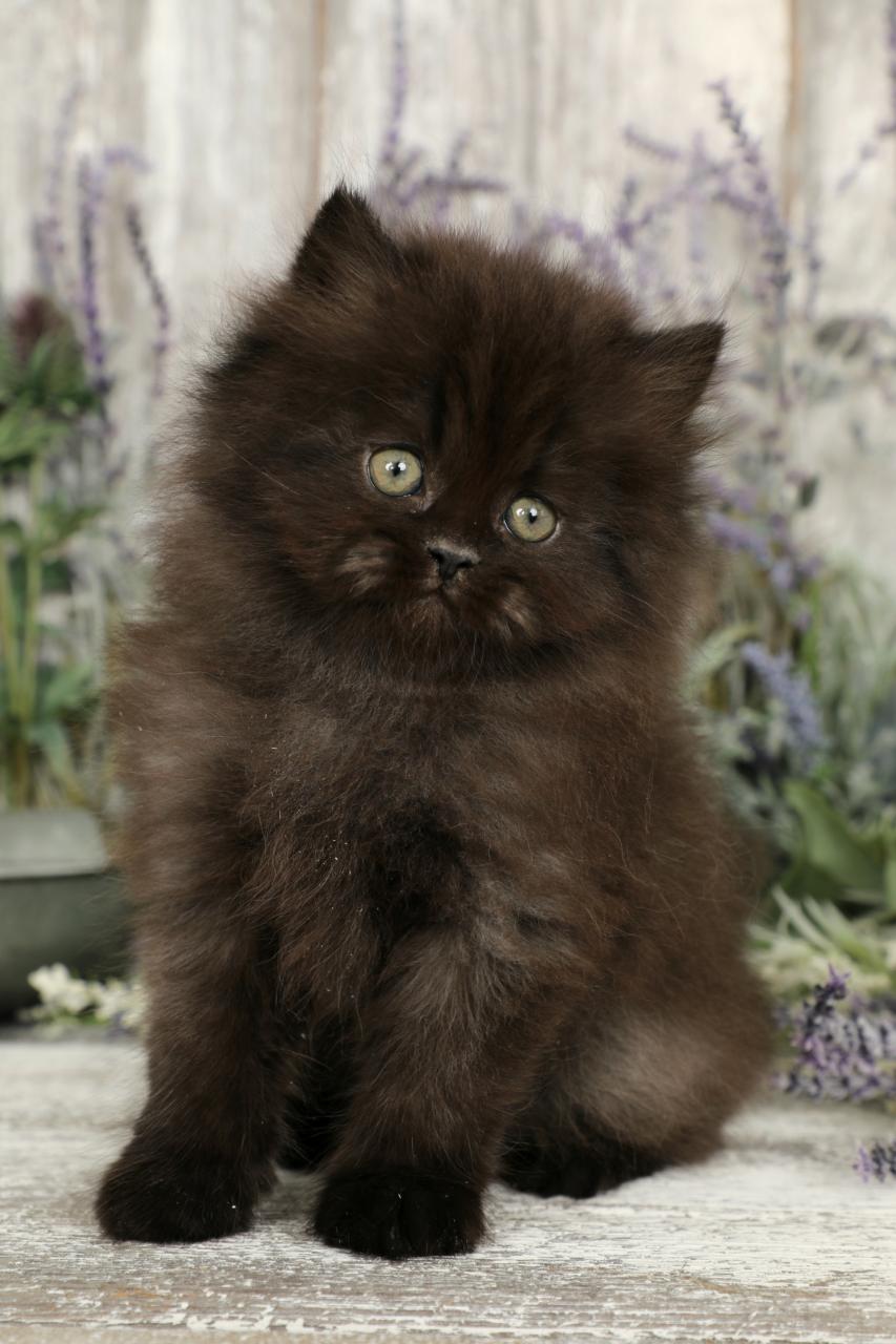 Black Kitten Sale