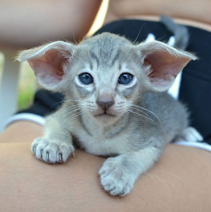 Oriental Kittens For Sale Near Me