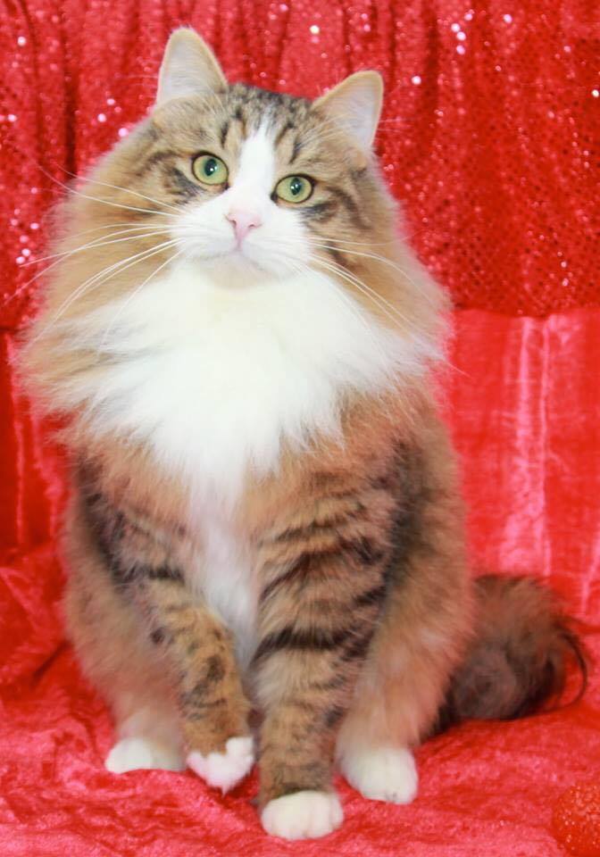 Adopt Siberian Cat Near Me