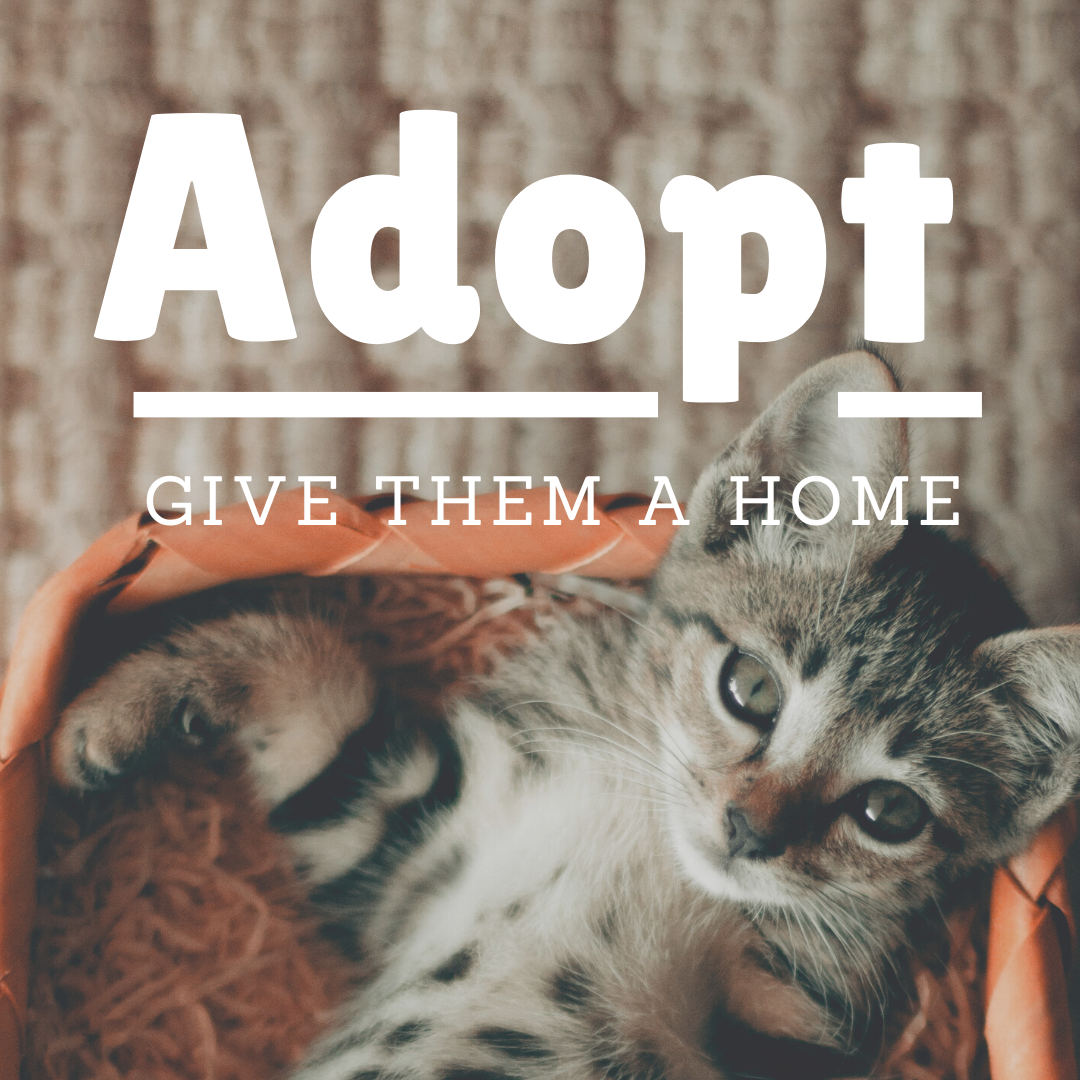 Pros And Cons Of Adopting A Kitten