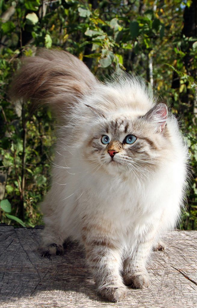 Siberian Forest Cat Near Me