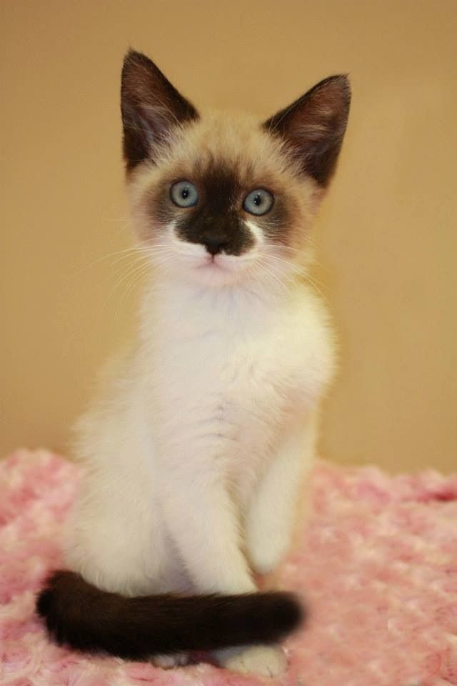 Siamese Mix Kittens Near Me