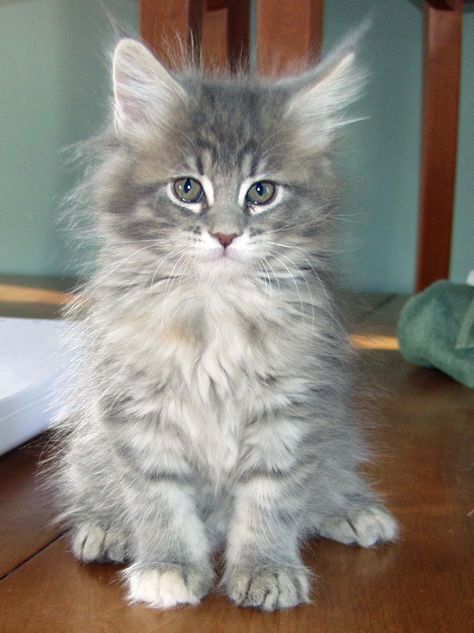 Long Hair Kitten For Sale Near Me