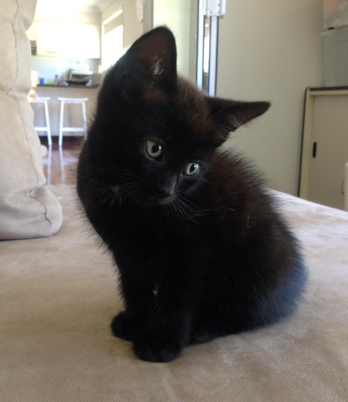 Domestic Shorthair Black Kitten