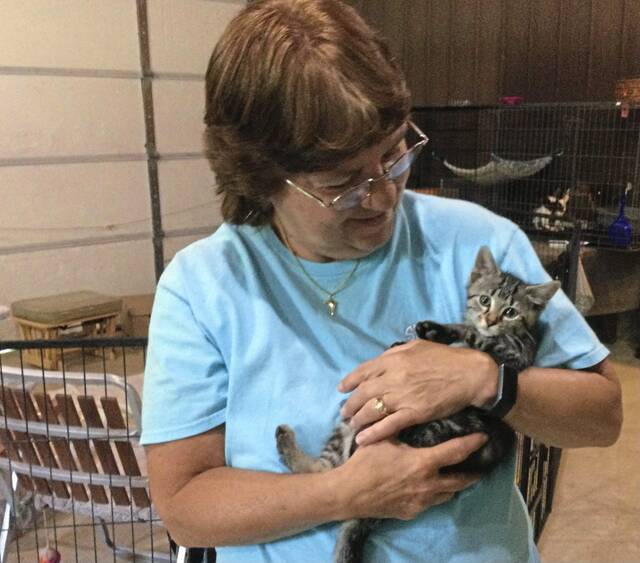 Kiski Cat And Kitten Rescue