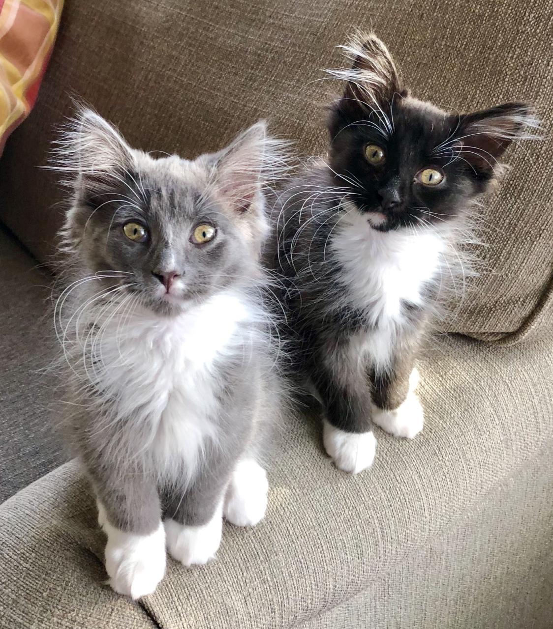 Long Hair Tuxedo Kitten For Sale