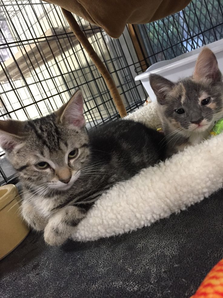 Silver Tabby Kittens For Adoption Near Me