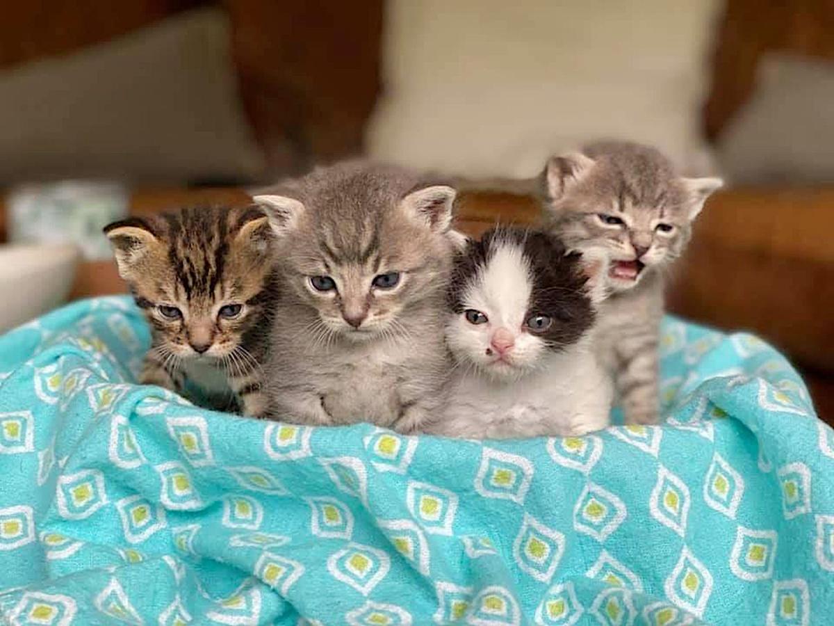 Best Kittens To Adopt