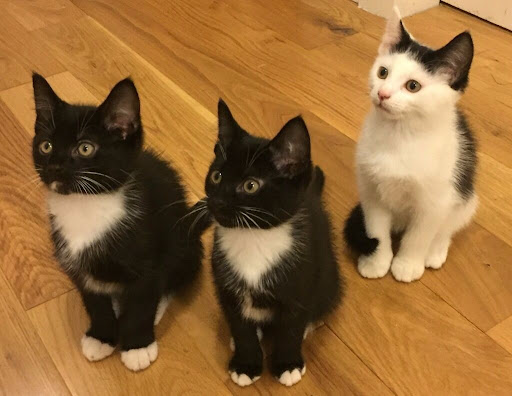 Kittens For Adoption In London