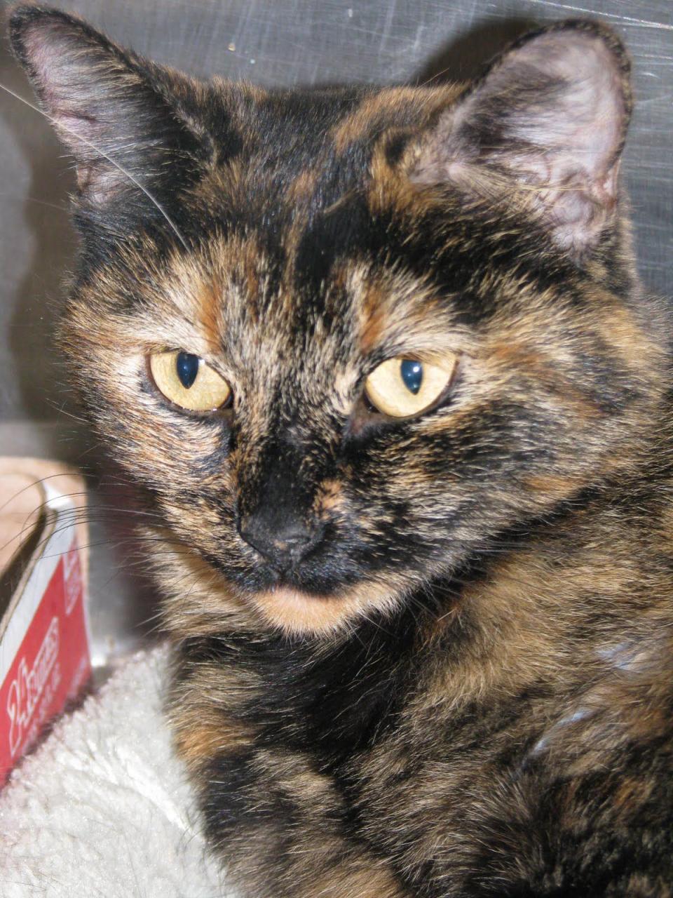 Tortie Kitten For Adoption