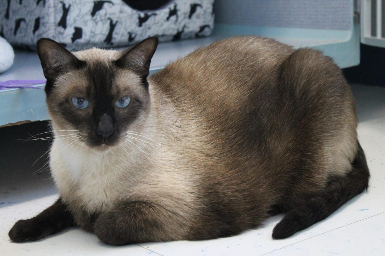 Seal Point Siamese Kittens For Adoption