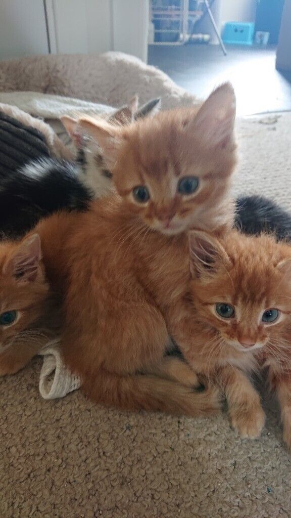 Fluffy Ginger Kittens For Sale