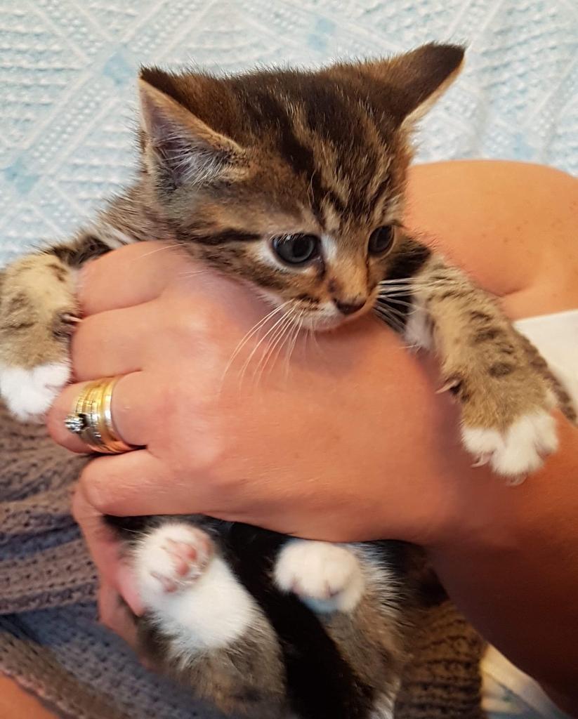 Pet Kittens For Sale Near Me