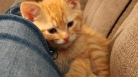 Where To Adopt Kittens For Free Near Me