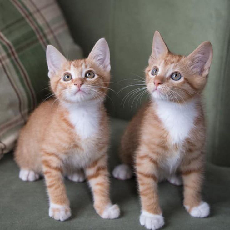 Kittens For Adoption San Diego