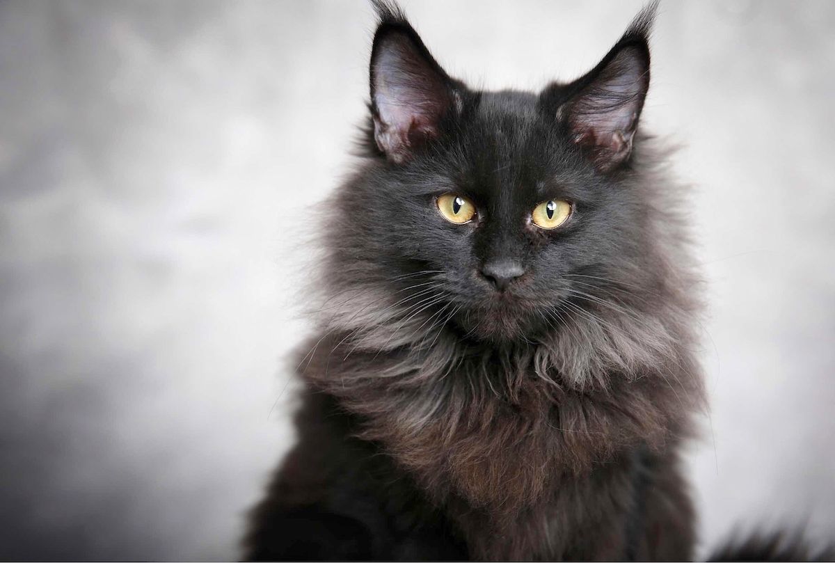 Black Maine Coon Adoption