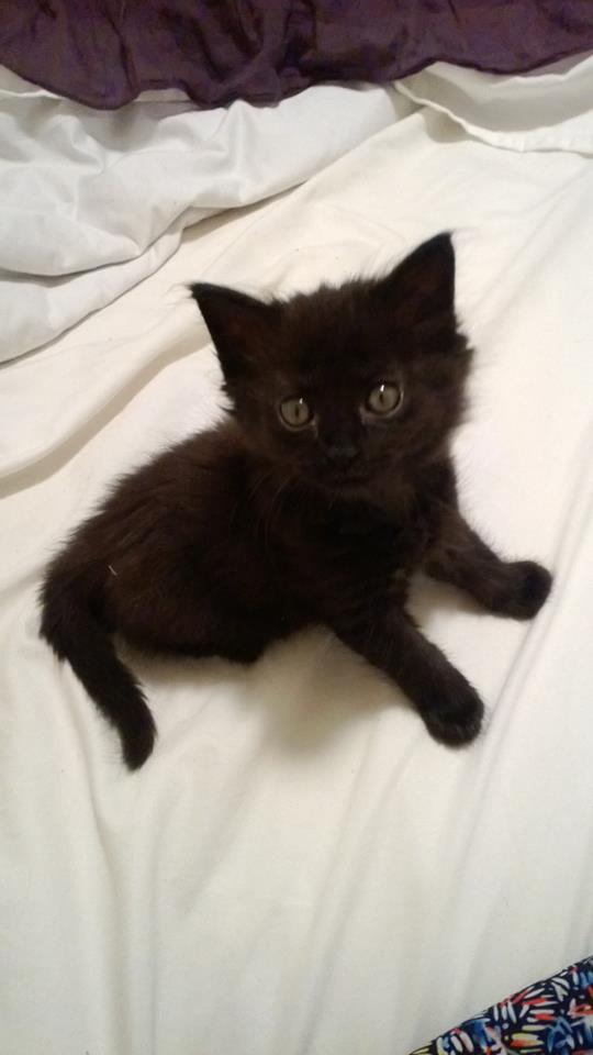 Black Kitten Rescue