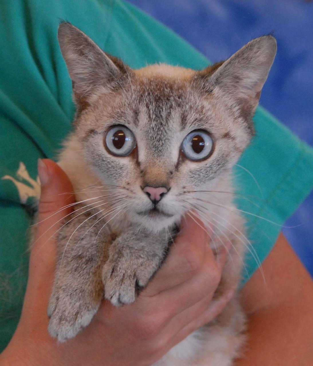 Kittens For Adoption Wellington