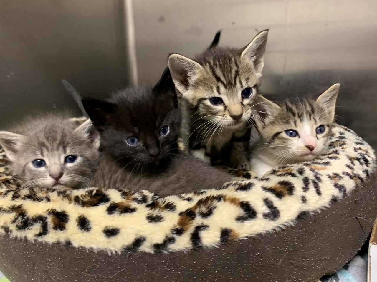 Kittens Near Me To Adopt