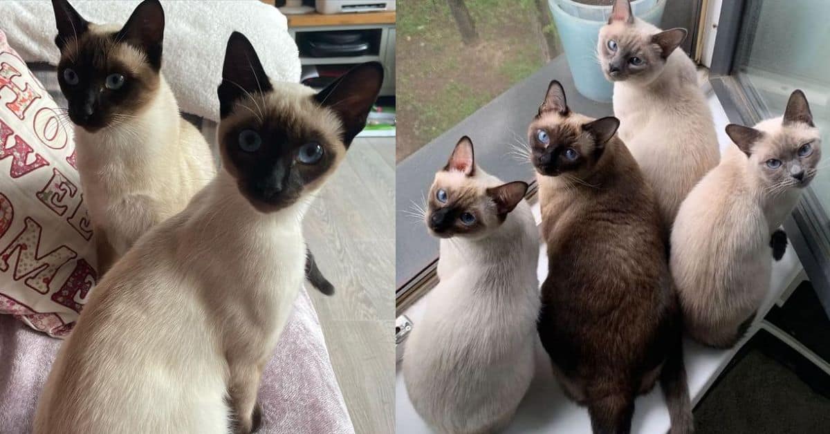 How Much Are Siamese Cats For Adoption