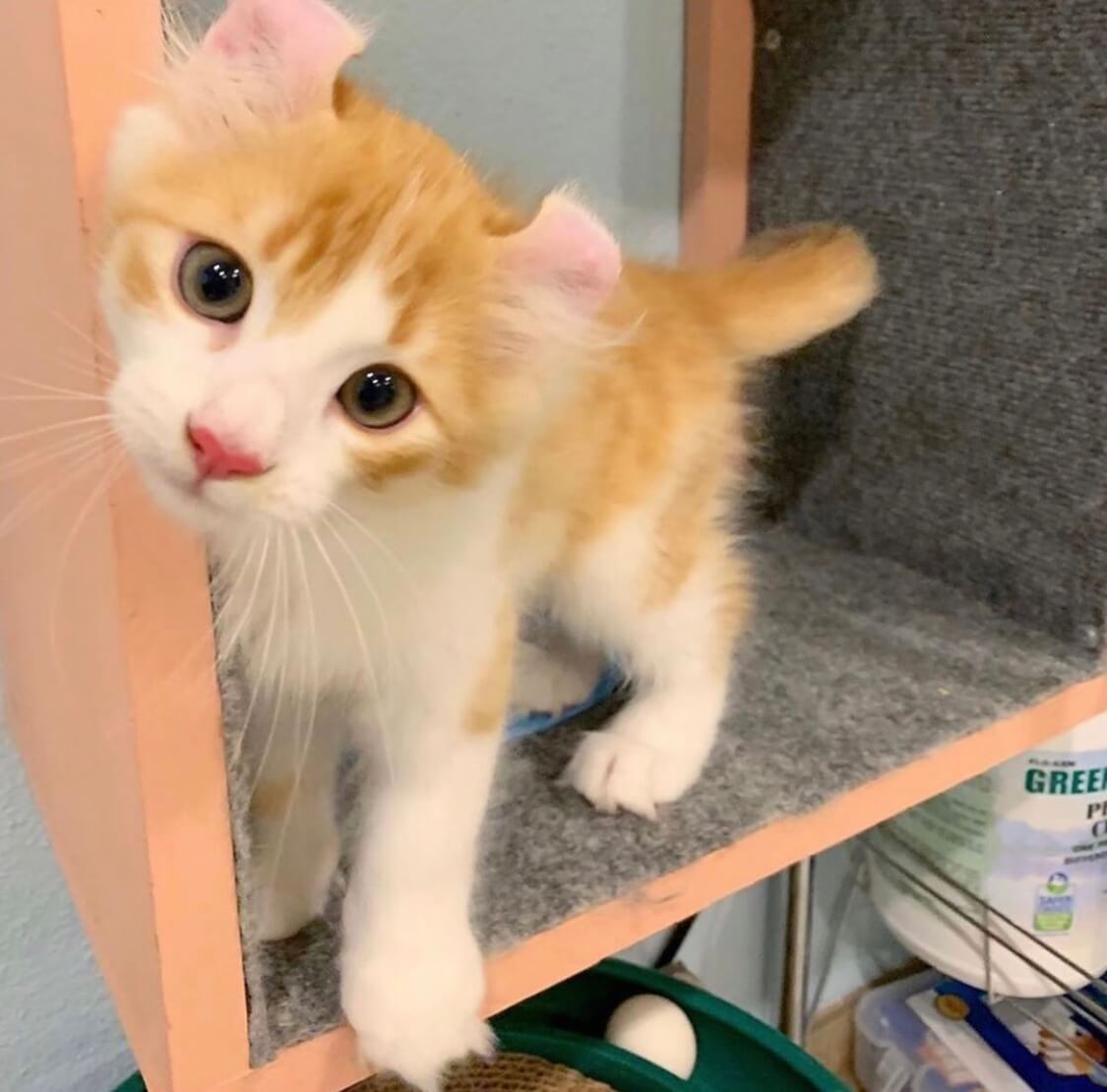 American Curl Kittens For Sale Near Me