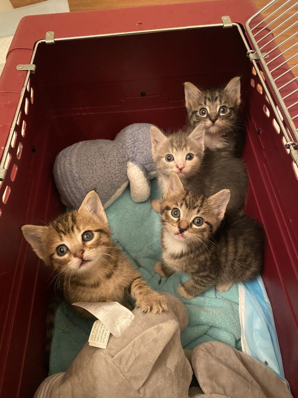 Six Kittens Rescue