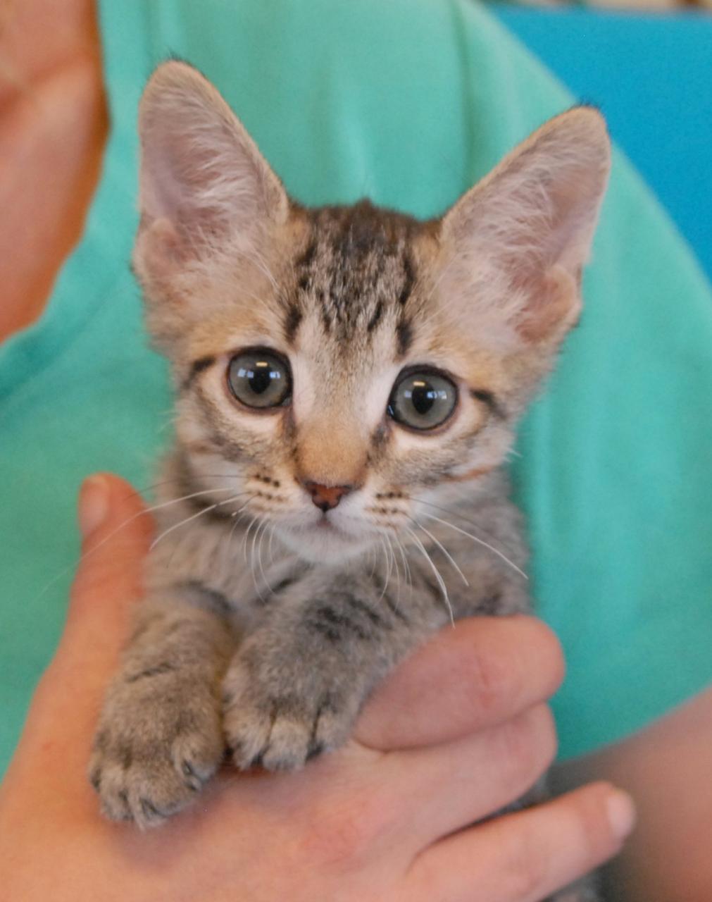 Kittens For Adoption Fort Worth