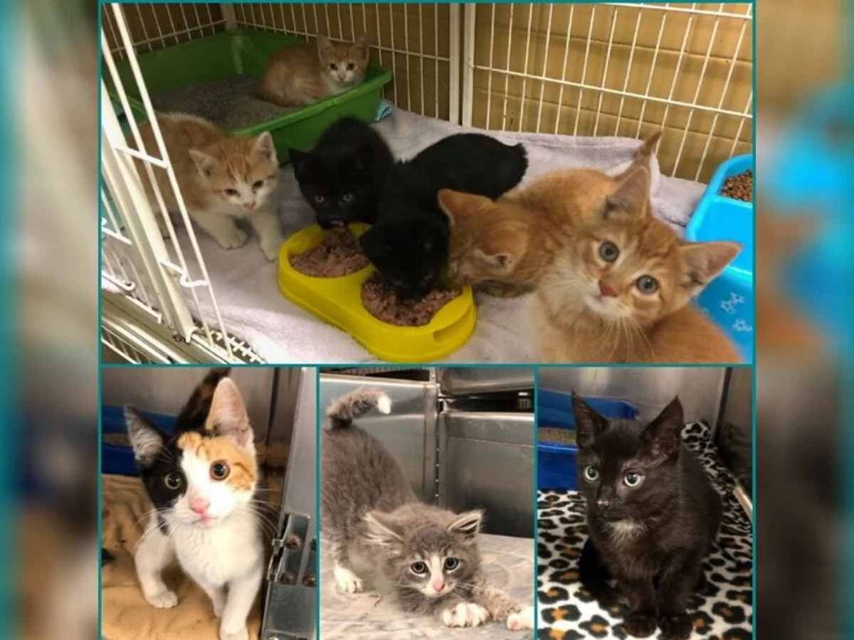 Humane Society Kittens To Adopt