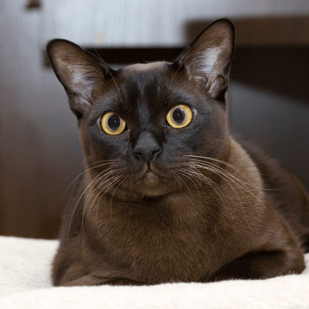 Burmese Cat Adopt