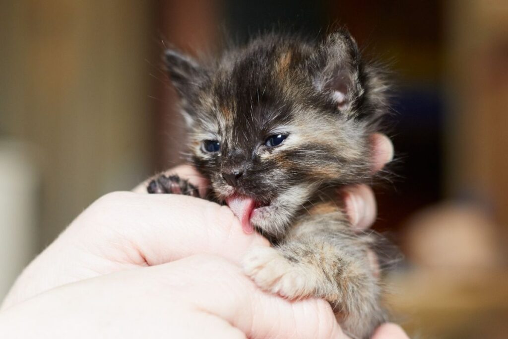 Kittens For Adoption Seattle