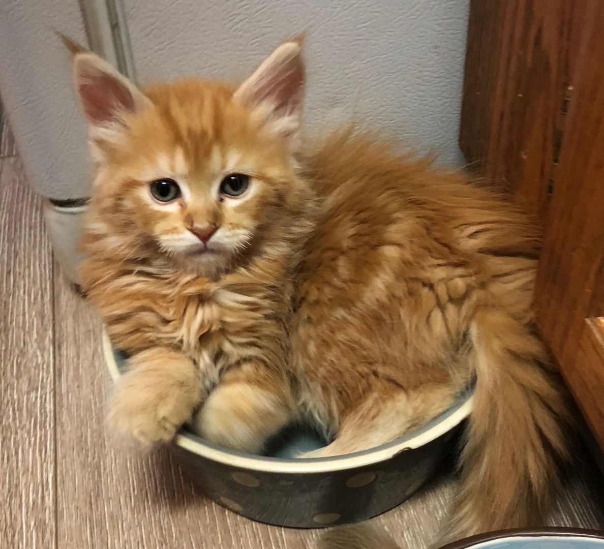 Long Hair Kitten Near Me