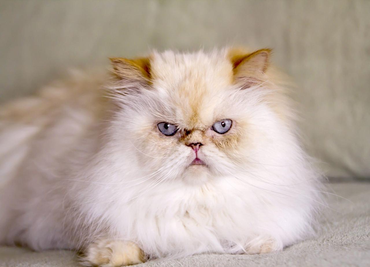 Flame Point Himalayan Kittens For Sale Near Me