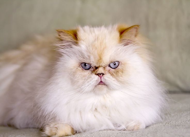 Himalayan Kittens Near Me For Sale