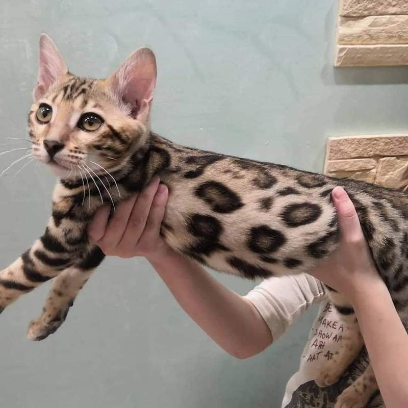 Adopt Bengal Cat Near Me