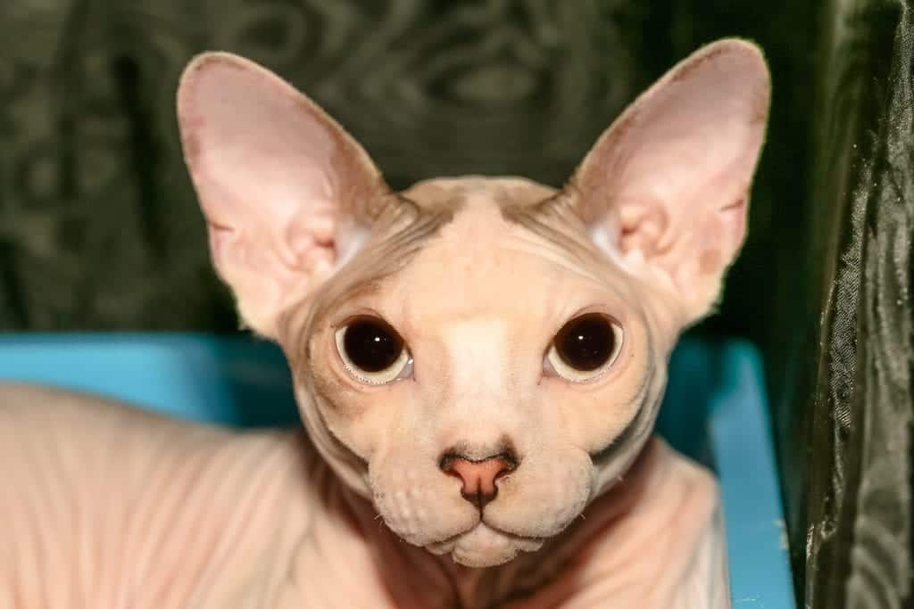 How Much Are Hairless Cats For Adoption