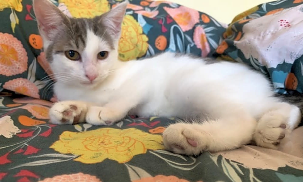 Kittens For Adoption Near New York Ny