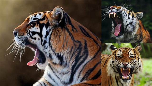 a tiger with its mouth open and it's teeth wide open, standing in front