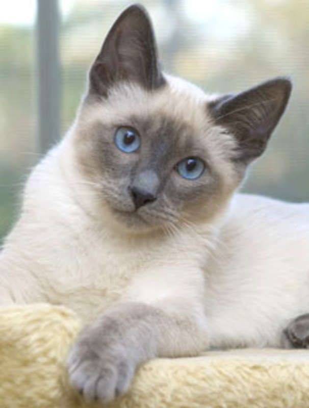 Blue Point Siamese For Adoption