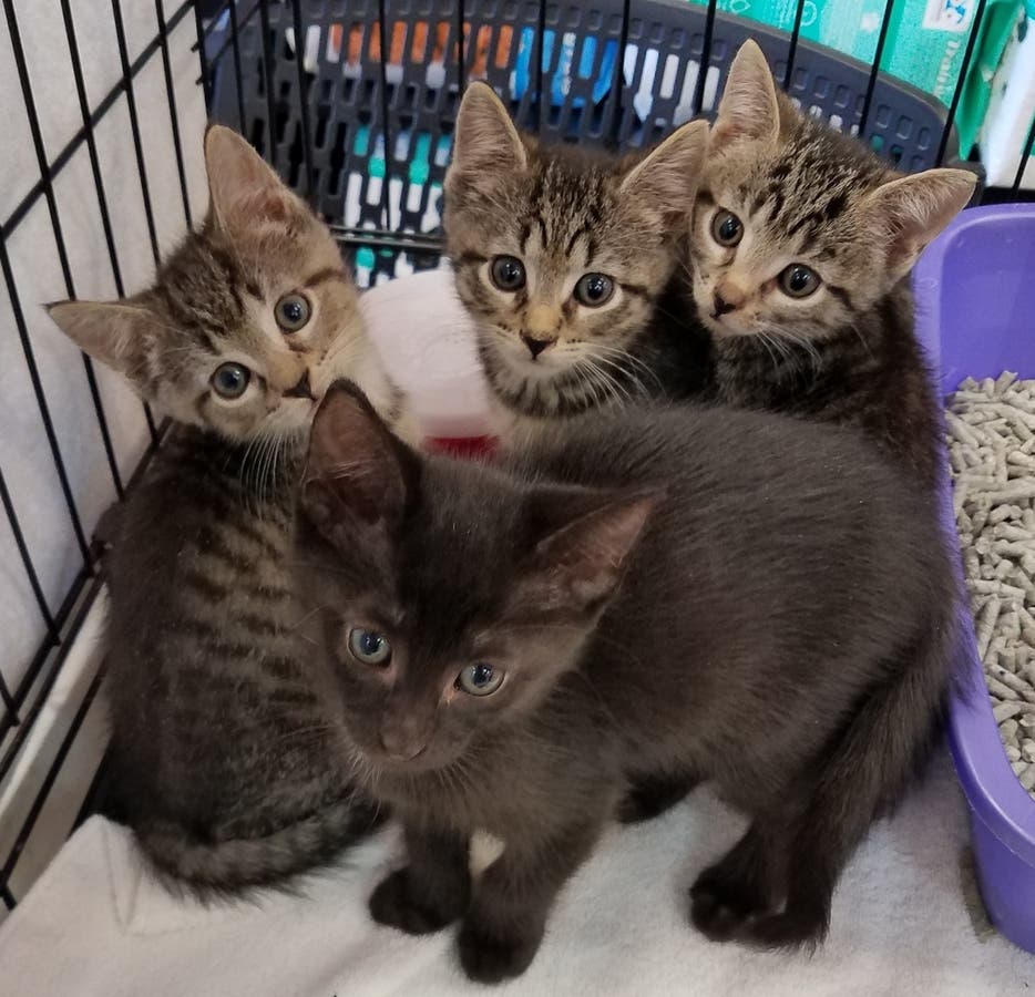 Kittens For Adoption Yonkers