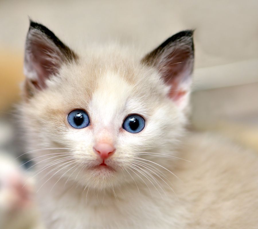 Blue Eyed Kittens For Sale Near Me