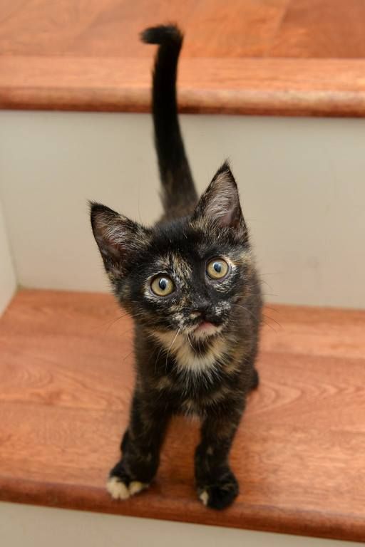 Tortie Kittens For Sale Near Me