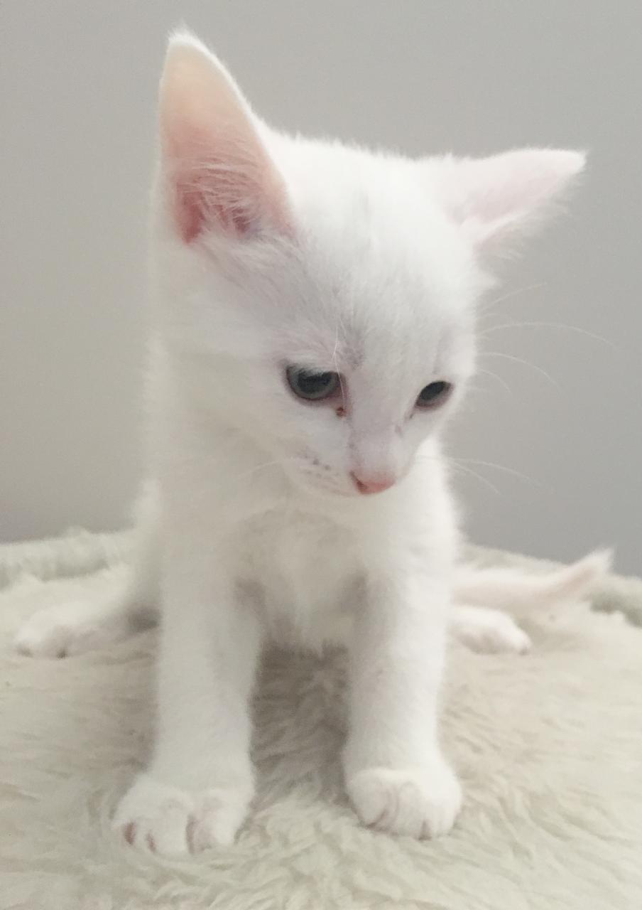 White Female Kitten For Adoption