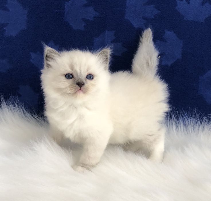 Ragdoll Cat Kittens For Sale Near Me