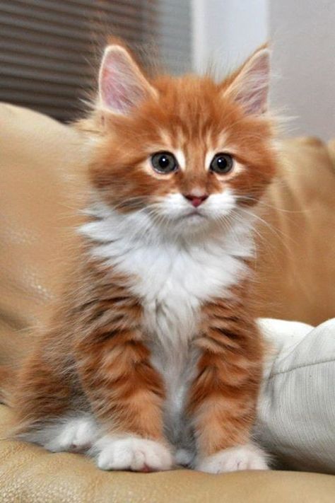 Long Haired Orange Kitten For Sale