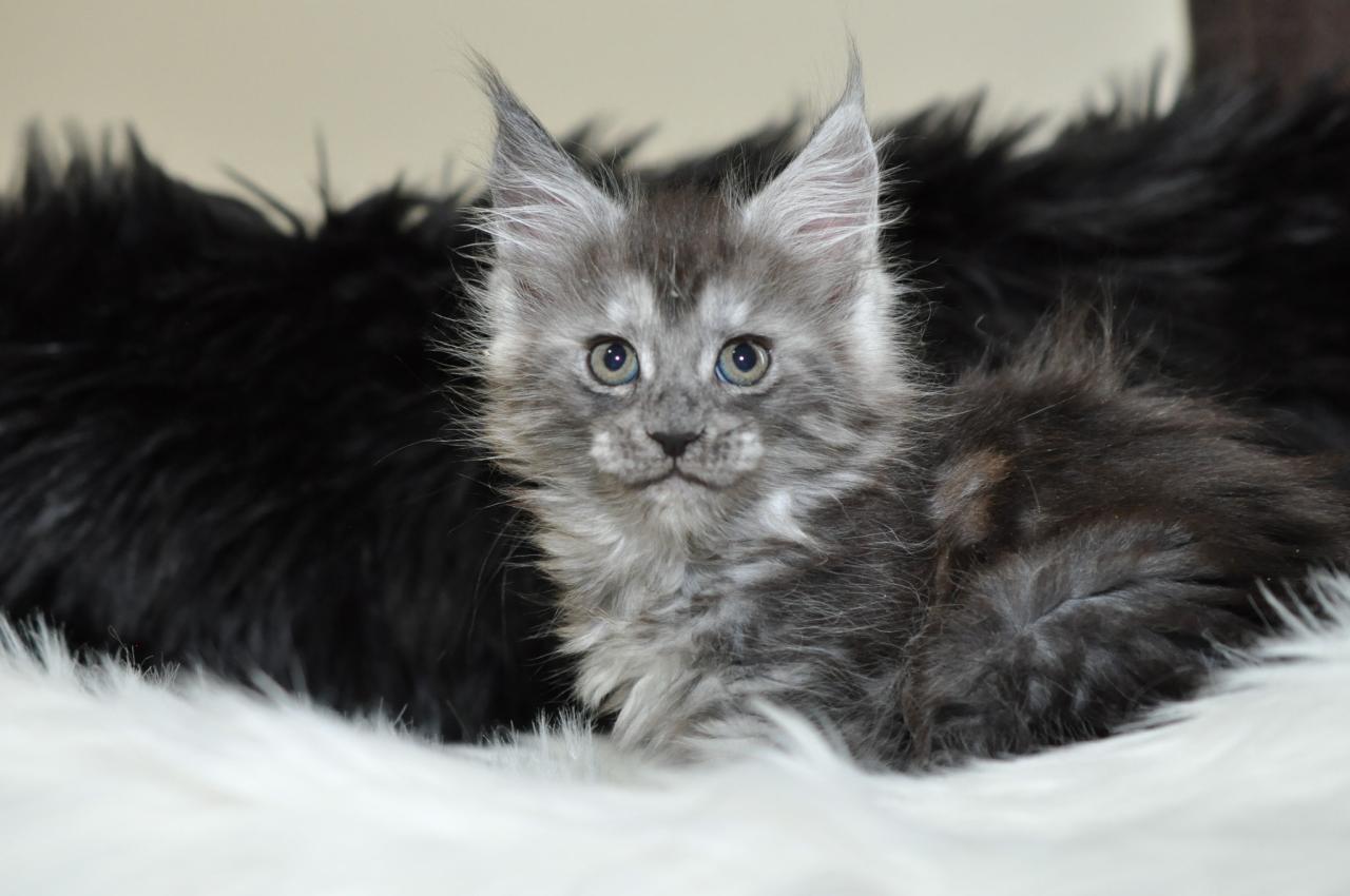 Maine Coon Cats Near Me For Adoption