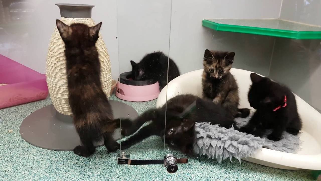 Pet Shop Kittens Near Me