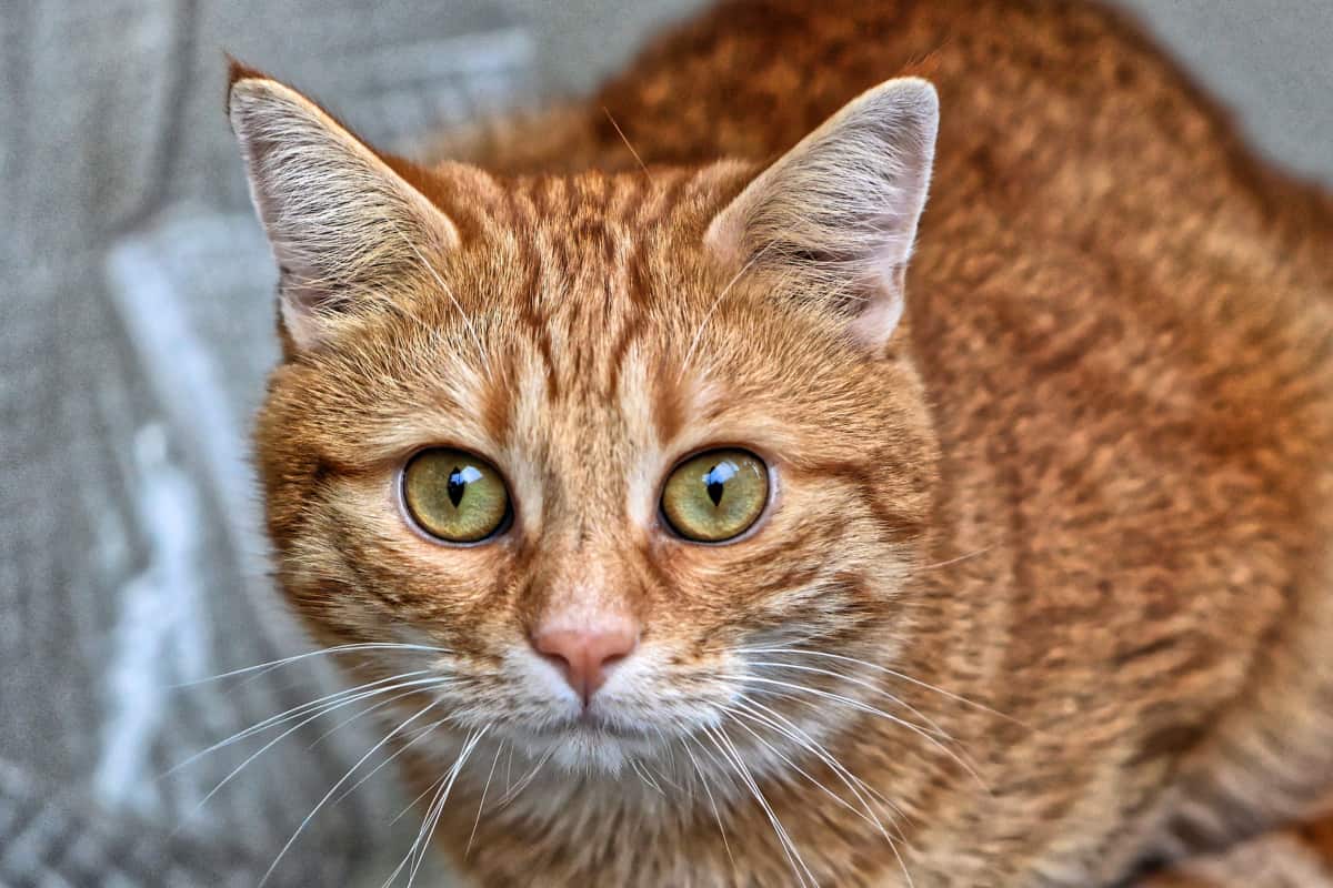 American Cats That Need To Be Adopted