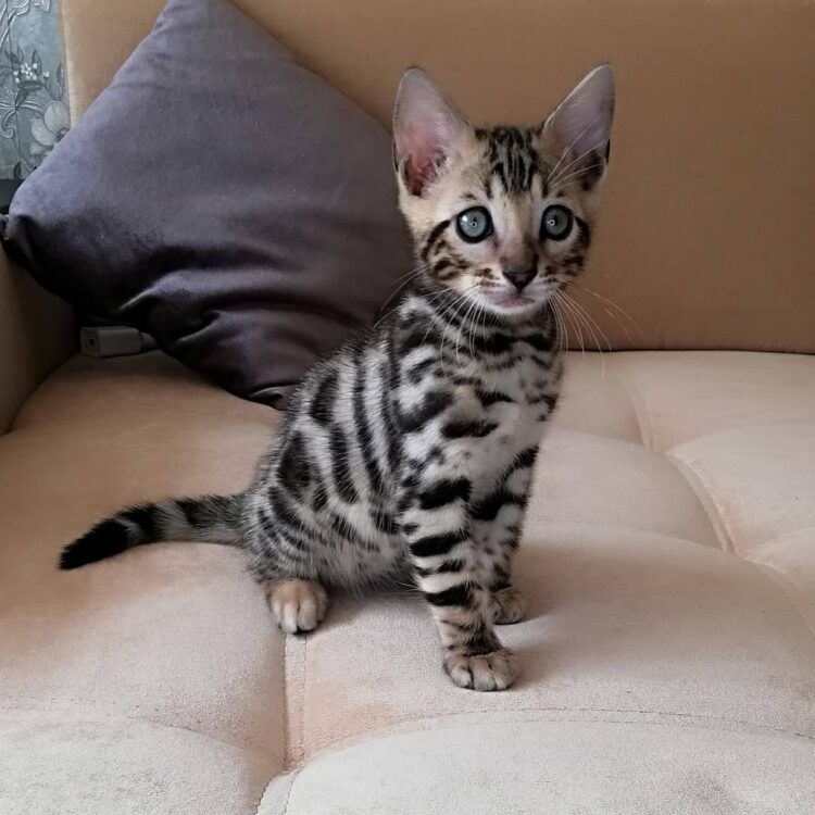 Bengal Adoption Near Me