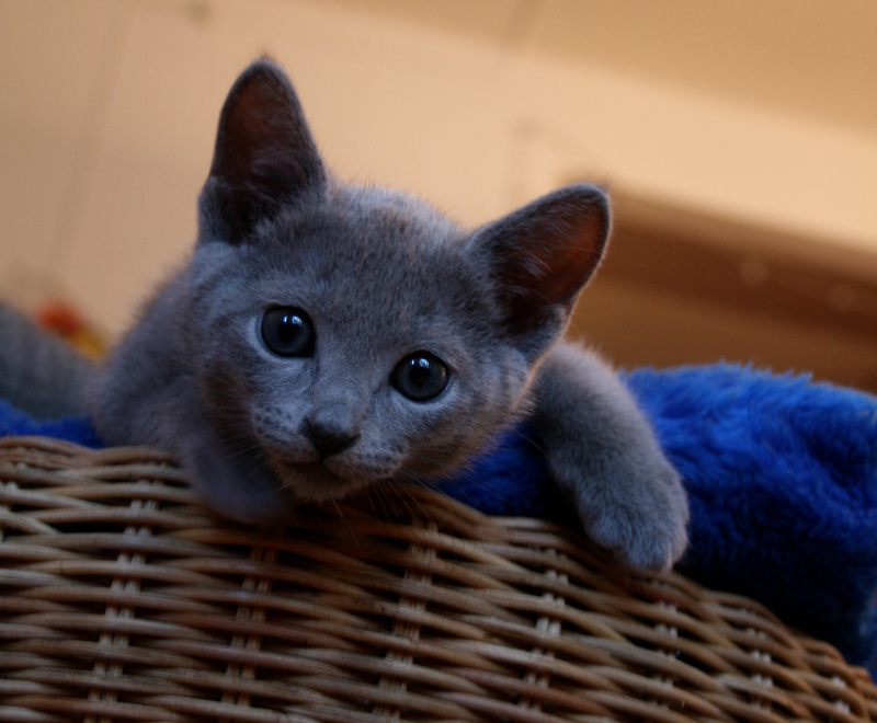 Blue Kittens For Sale Near Me