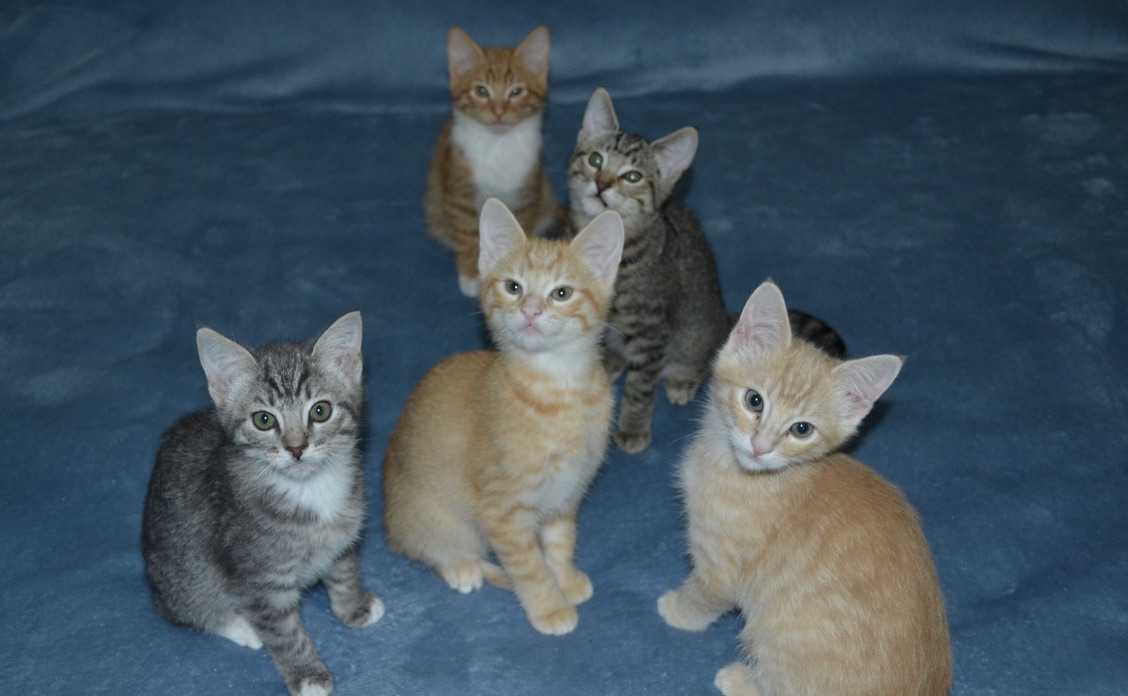 Kittens For Adoption Ventura